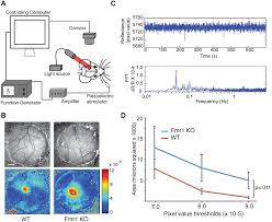 The perception of the world around is developed by the sensory information that is synthesized by these regions of the cerebral cortex. Fmr1 Ko Mice Exhibit Increased Evoked Activity In Primary Somatosensory Cortex During Whisker Stimulation