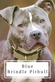 This is why we see blue nose pitbulls with blue coats. Blue Brindle Pitbull Is Their Character As Beautiful As Their Coat