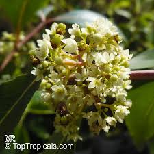 Image result for Catha edulis