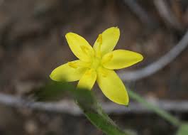 Image result for Hypoxis nyasica