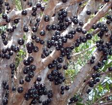 Image result for jabuticabeira em flor