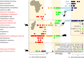 Image result for Sclerodactylon macrostachyum