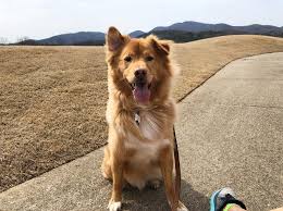 Ranging significantly in appearance, the german shepherd golden retriever mix is an intelligent and trainable hybrid which is the result of mixing a german shepherd dog with a golden retriever. Get To Know 57 Of The Best Golden Retriever Mixes K9 Web