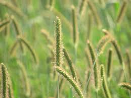 Image result for Setaria longiseta