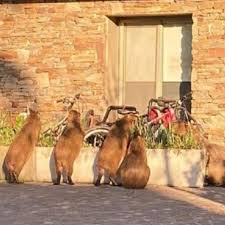 Devil may cry 4 special edition. N95edx V20iepm