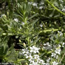 We did not find results for: Creeping Myoporum Cvs Inland Valley Garden Planner