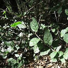 Image result for Erythrococca