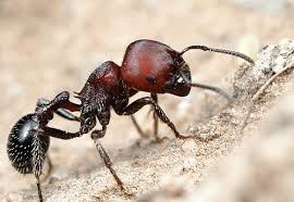 Image result for Pogonospermum subsessile