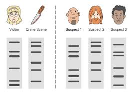 And comparing sequences from multiple samples (including sequencing both strands of dna) to reconstruct the original sequence. Dna Profiling Bioninja