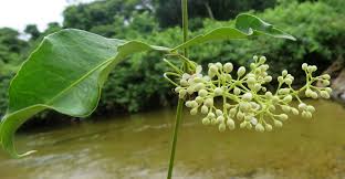 Image result for Premna velutina