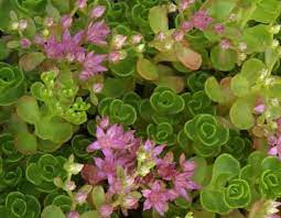 Pink flower clusters rise in fluffy plumes over mounded green foliage. Sedum John Creech Sedum Flowers Perennials Perennials