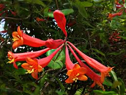 Image result for Caprifoliaceae