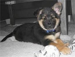 Gerberian Shepsky Dog Breed Information And Pictures