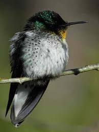 Bird On A Wire Movie Vancouver Robinson Crusoe Firecrown Perched On A Branch On Robinson Crusoe Island C Julio Leiva Ap Pet Birds Bird Beautiful Birds