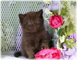 We did not find results for: Chocolate Persian Kittens Chocolate Persians Chocolate Catspersian Himalayan Kittens For Sale In A Rainbow Of Colors In Business For 32 Years