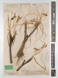 Image result for Xerophyta