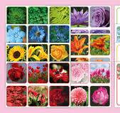 Flowers and Plants Colour Sorting Picture Activity - Twinkl