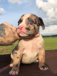 Shauna Shepard (quicksilverhg80)