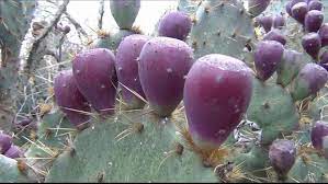 You can eat prickly pear whole, which i find to be deliciously refreshing and cooling on a hot summer's day. How To Pick And Eat Prickly Pear Cactus Prickly Pear Cactus Prickly Pear Cactus Pears