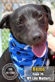 Adopt 26 Remo Transfered Humane Society On Petfinder Dog Adoption Adoption Humane Society