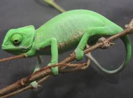 Baby Veiled Chameleon Cb Continue To Product Close Baby Veiled Chameleons Size 3 4 Veiled Chameleon Chameleons For Sale Chameleon Pet
