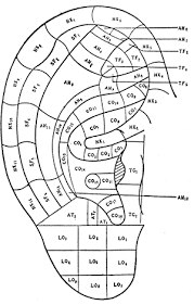 13 logical ear acupressure points chart