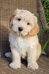 Neverland Doodles – Labradoodle Puppies Virginia, West ...