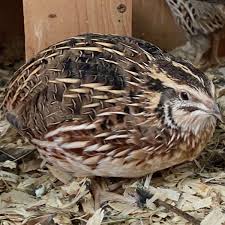 Image result for quail