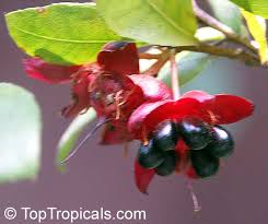 Image result for Ochna atropurpurea