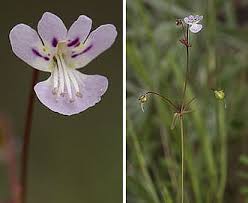 Image result for Polystachya tenella