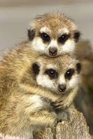 310 Meerkats Ideas Meerkat Animals Wild Cute Animals