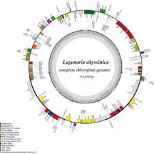 Image result for Lagenaria abyssinica