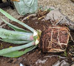 If the plant feels stuck to the soil, it's ready to transplant. Repotting My Agaves The Martha Stewart Blog