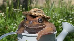 These Instagram-famous dumpy tree frogs love to eat, sleep and dress up