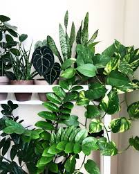 Plant Shelfie Ig Basillicana Plant Decor Plants House Plants