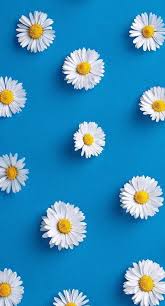 Are You Looking For New Background Styles For Your New Phone Discover And Download Wallpapers To Add Flower Phone Wallpaper Daisy Wallpaper Iphone Background