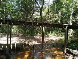 Ini menunjukkan betapa pentingnya ia sebagai khazanah alam yang patut dipelihara. Sungai Kura Kura Chini Pusat Penyelidikan Tasik Chini Ukm Facebook