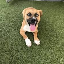 We did not find results for: Adopt A Pet Petsmart Charities