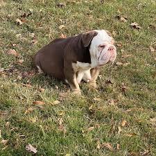 English bulldog puppies are not an easy breed to raise. English Bulldog Puppies Puppychase Kennels