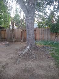 Maybe you would like to learn more about one of these? Above Ground Maple Tree Roots Landscaping Ideas