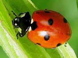 Download this premium photo about a ladybug with seven spots on a woman's finger is preparing to fly. Coccinella Septempunctata Seven Spot Ladybird Seven Spotted Ladybug Arthropodafotos De