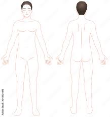 男性の裸体全身図 正面と背面オレンジ線画 イラスト 脱毛/エステ/ダイエット Stock Vector | Adobe Stock
