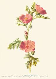 Http Www A Flash Of Inspiration Com Img S4 V69 P1200700550 2 Jpg Botanical Illustration Vintage Botanical Illustration Vintage Flower Tattoo