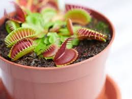 The soil will determine if the water gets clogged up or can drain easily. Tips Information About Venus Fly Traps Gardening Know How