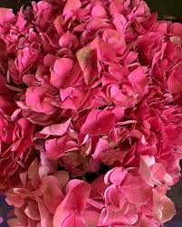 West lafayette is a city in wabash township, tippecanoe county, indiana, united states, about 65 mi northwest of the state capital of indianapolis and 103 mi southeast of chicago. Hot Pink Hydrangeas At Rubia Flower Market Rubiaflowermarket Florist In West Lafayette Indiana Flower Market Pink Hydrangea Hydrangea