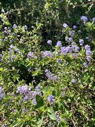 Image result for Ceanothus