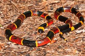 Black And Orange Striped Snake Florida How To Identify Snakes In The Field Coral Snake Snake Venom Snake