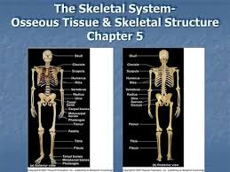 Osseous stracture human body / rotation of 3d skeleton.ribs,chest,anatomy,human,medical. The Skeletal System Osseous Tissue Skeletal Structure Chapter 5 Ppt Video Online Download