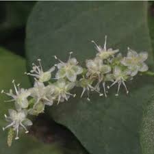 Image result for Basella paniculata