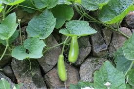 Image result for Lagenaria rufa